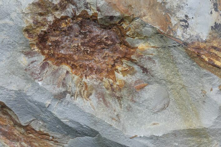 Fossil Seed Pod (Sparganium) From Montana - Paleocene #68261